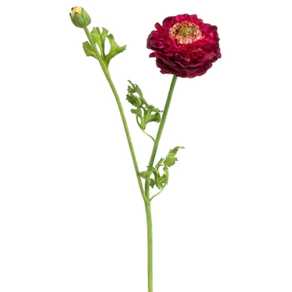Ranunculus Spray 21" Blush Green