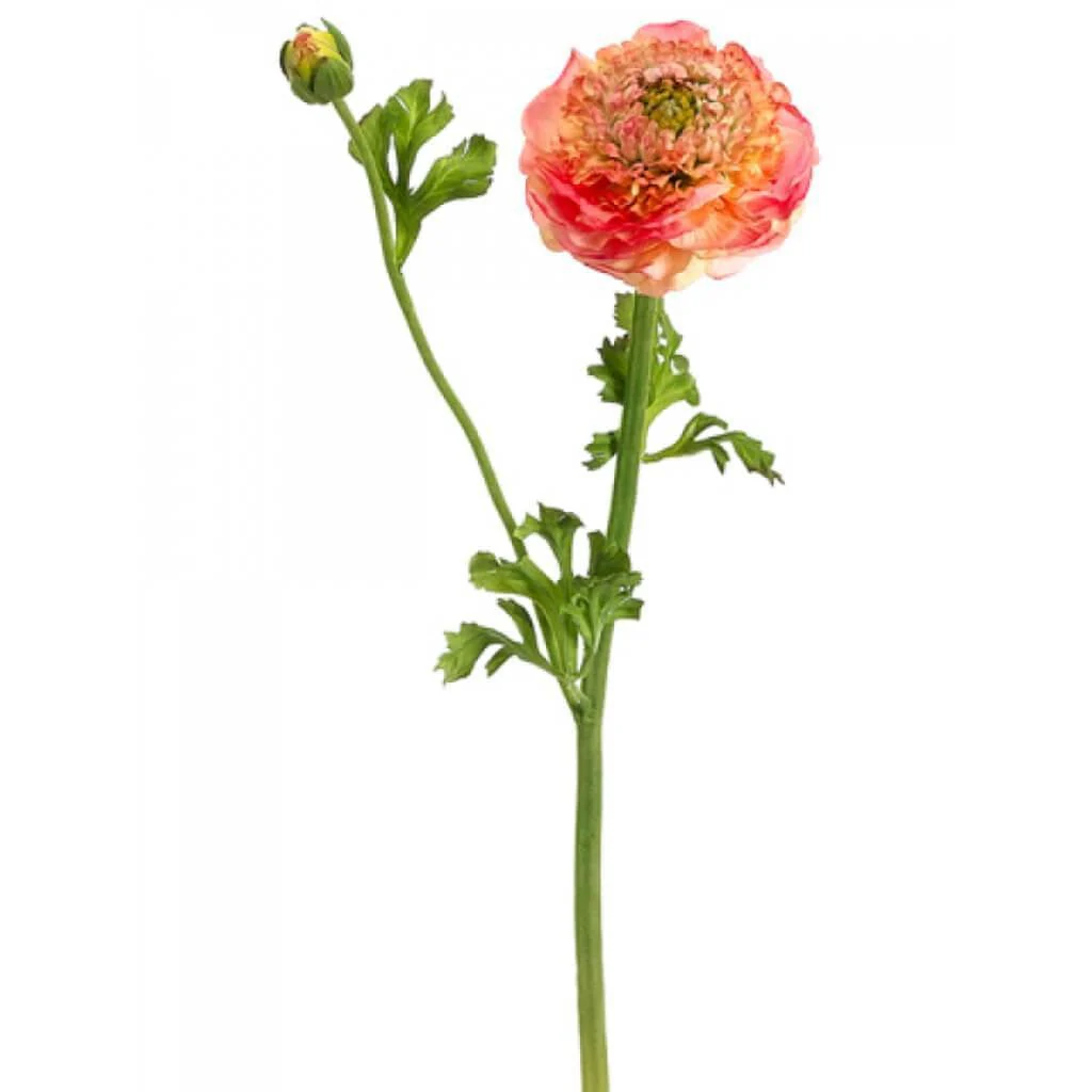 Ranunculus Spray 21" Peach