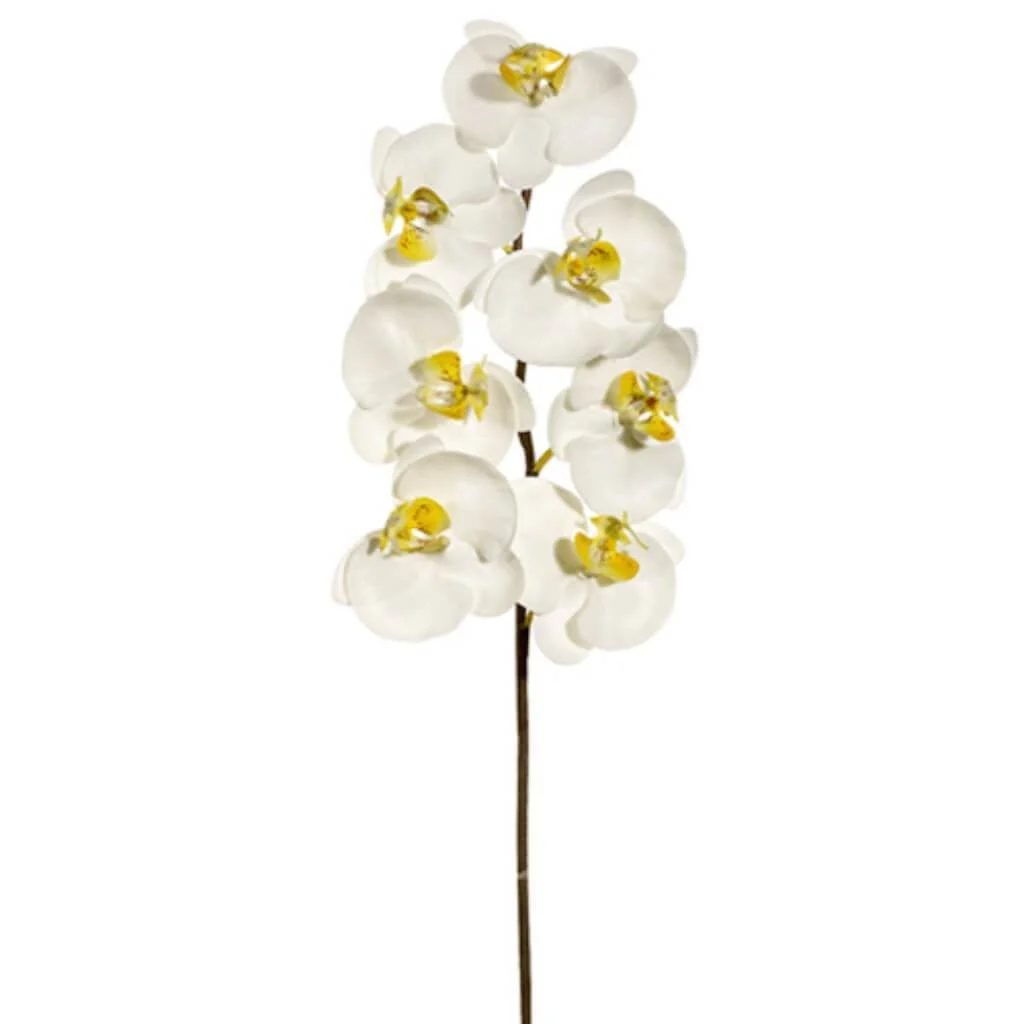 Lg Phalaen.Spray 7F 36" Cream White