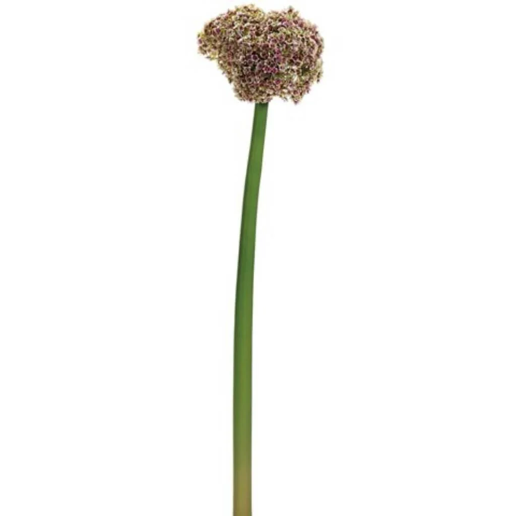 ALLIUM SPRAY 25" FUSCHIA GREEN
