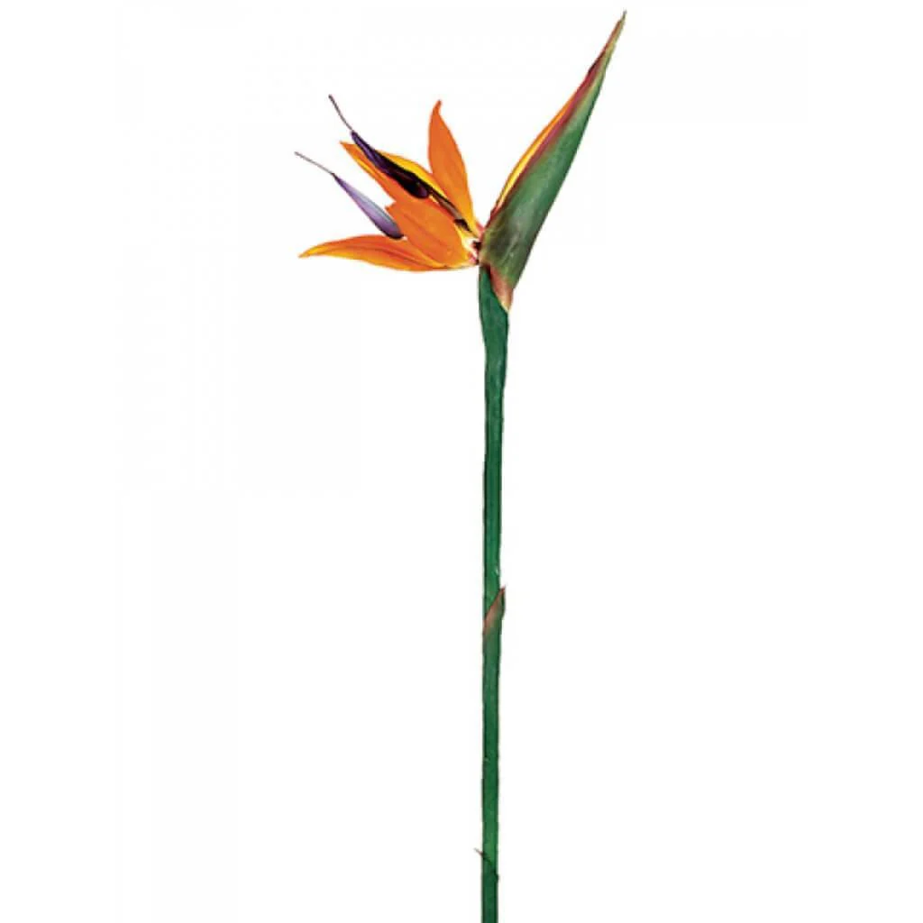 38"Lg Bird Of Paradise Sp. Or