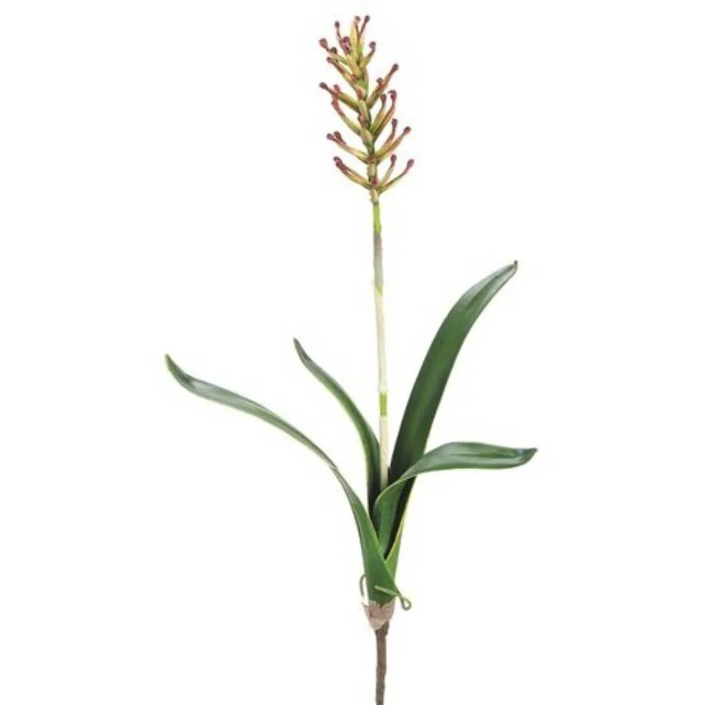 Finger Bromelia Plant Bu/Gr, 25in