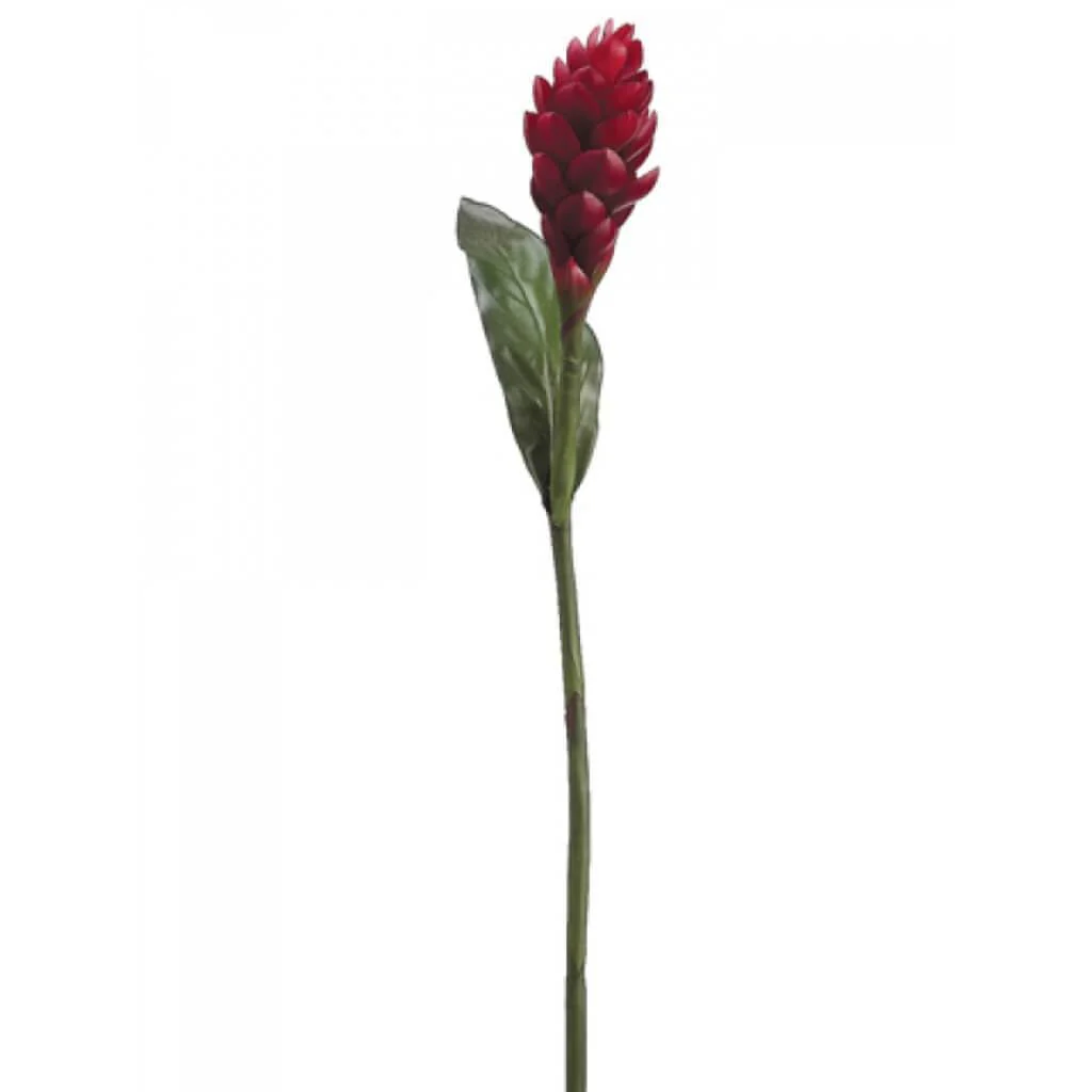 37"Torch Ginger Flower Sp.Re