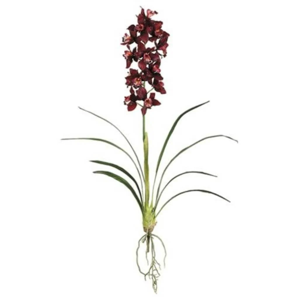 Cymbidium Plant W/Lvs. Bu, 40in