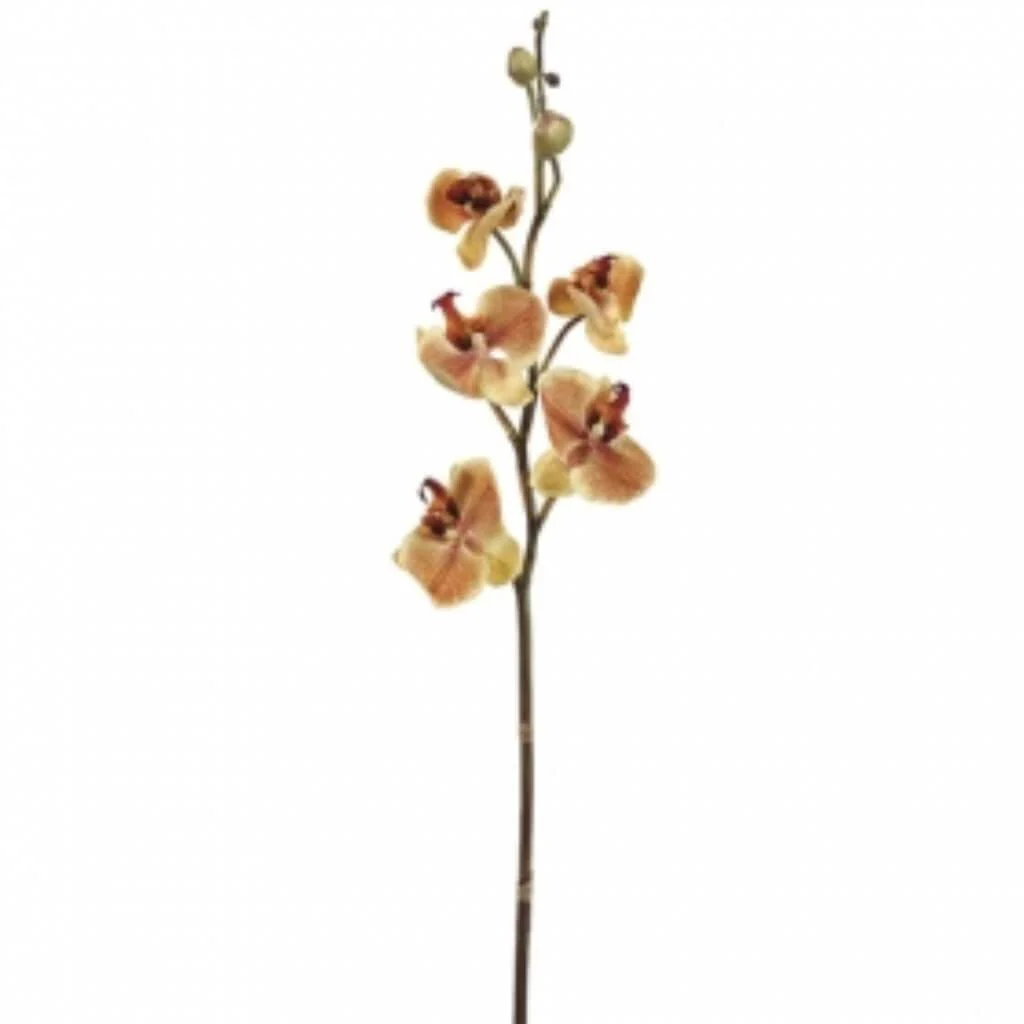Phalaenopsis Spray 28" Apricot
