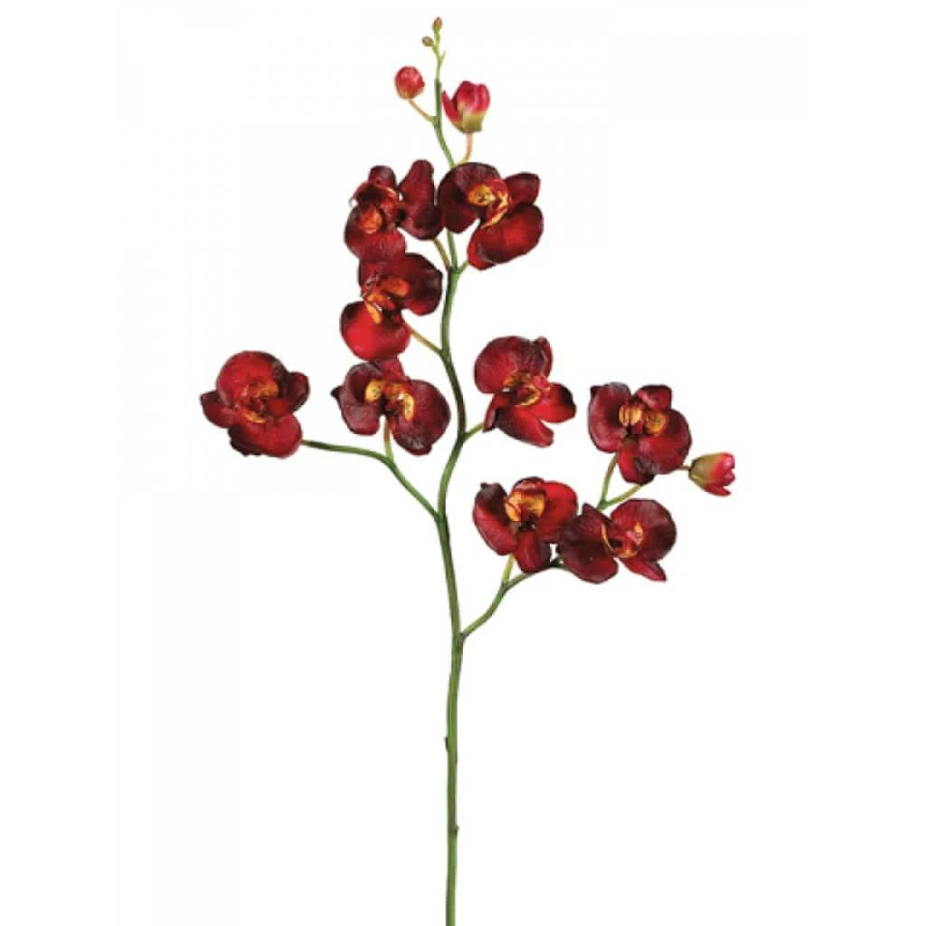 25"Phalaenopsis Orchid Sp. Bu