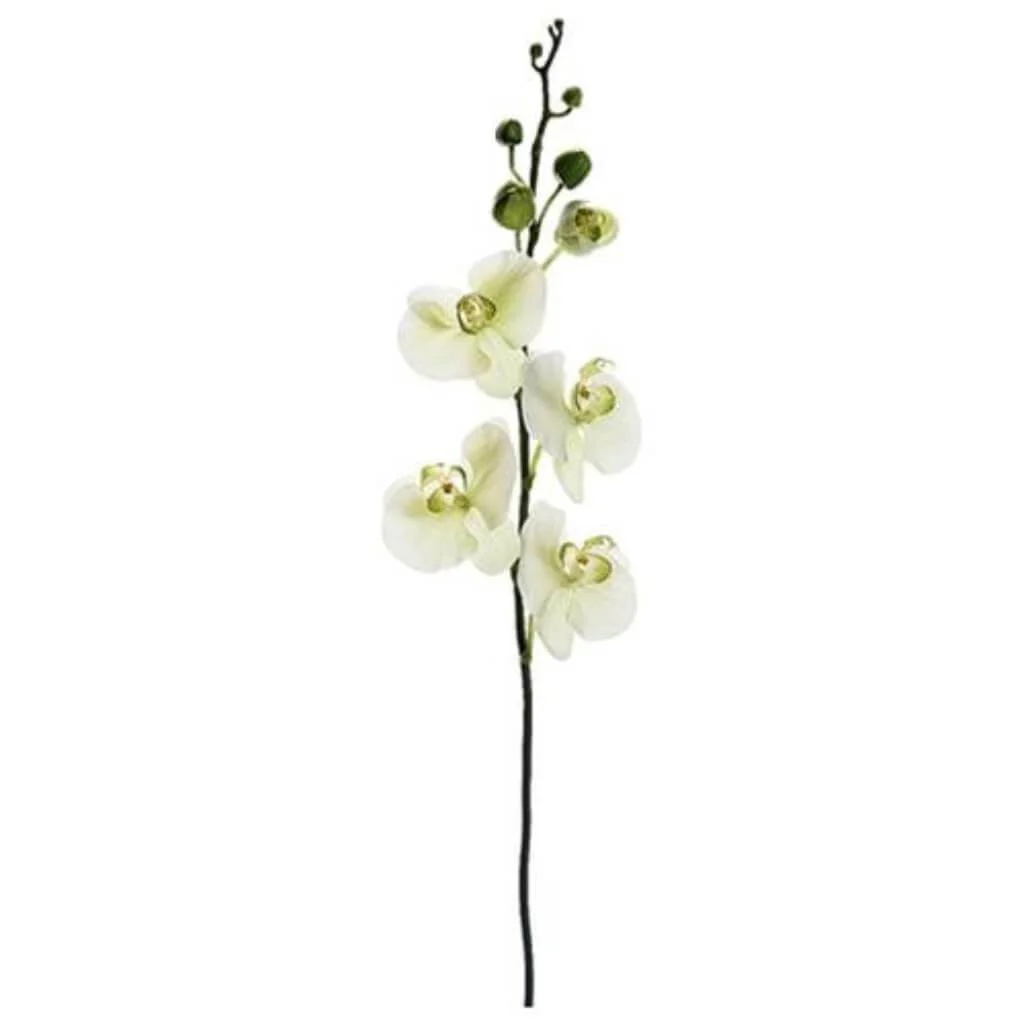 36"Phalaenopsis Stem Cr/Gr