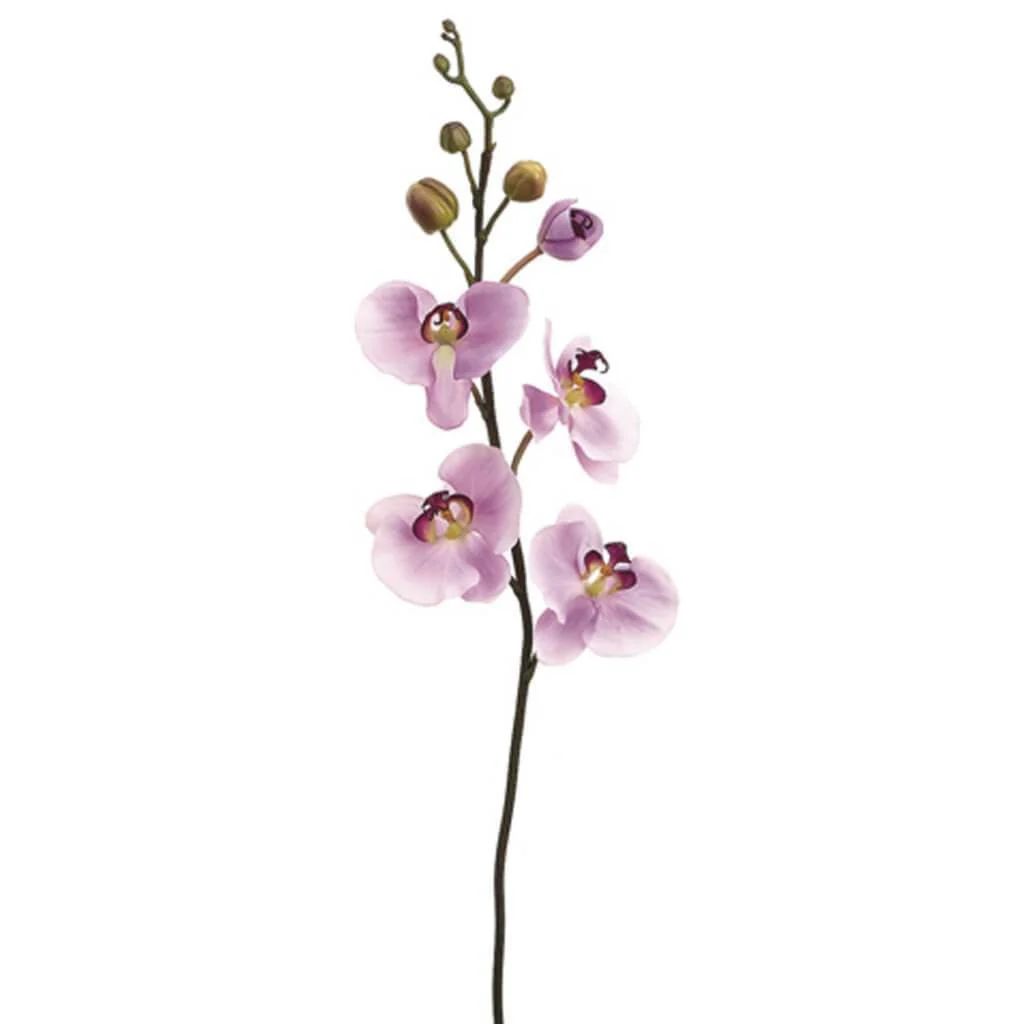 36"Phalaenopsis Stem Lv