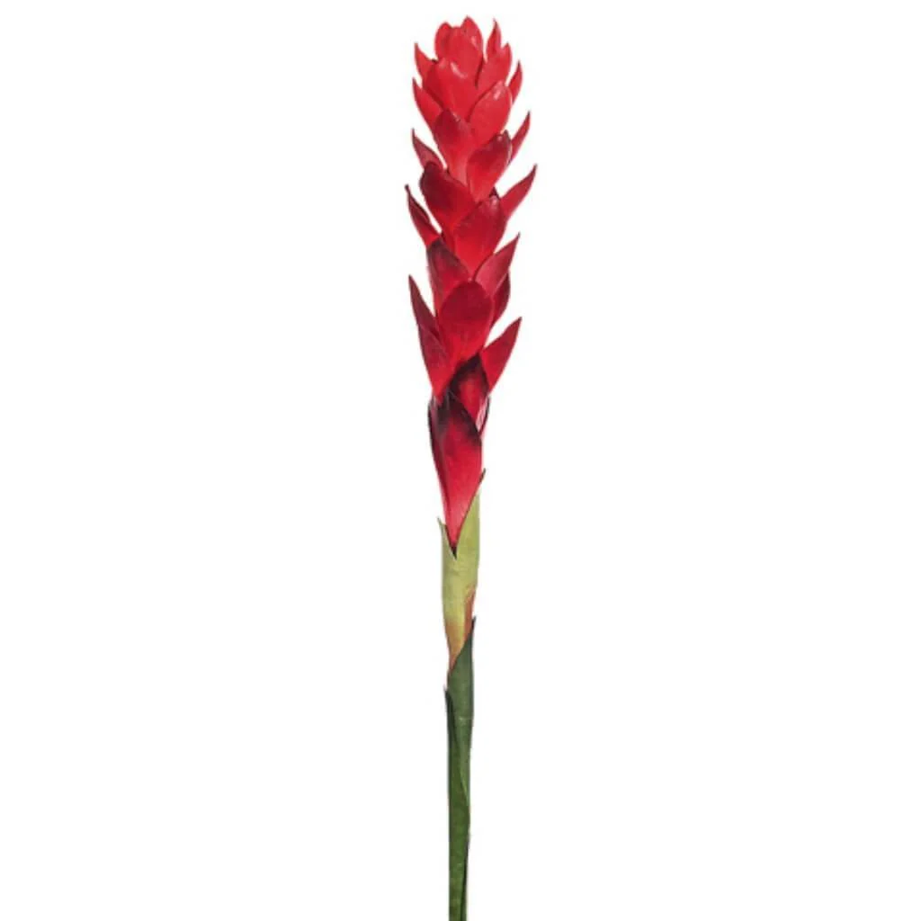 Hawaiian Ginger Spray X1 30" Red