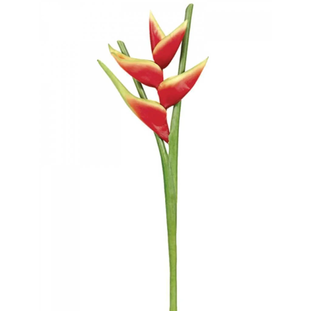 34"Hawaiian Heliconia Sp.Re