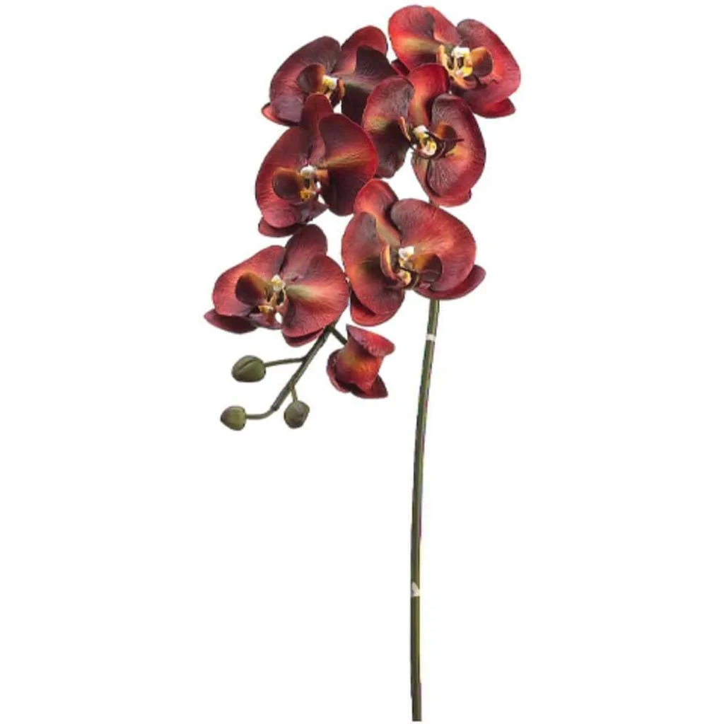Lg Phalaenopsis Sp.6F3B 36" Blush