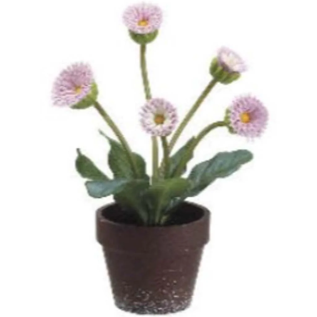 8"Calendula (P)Pk