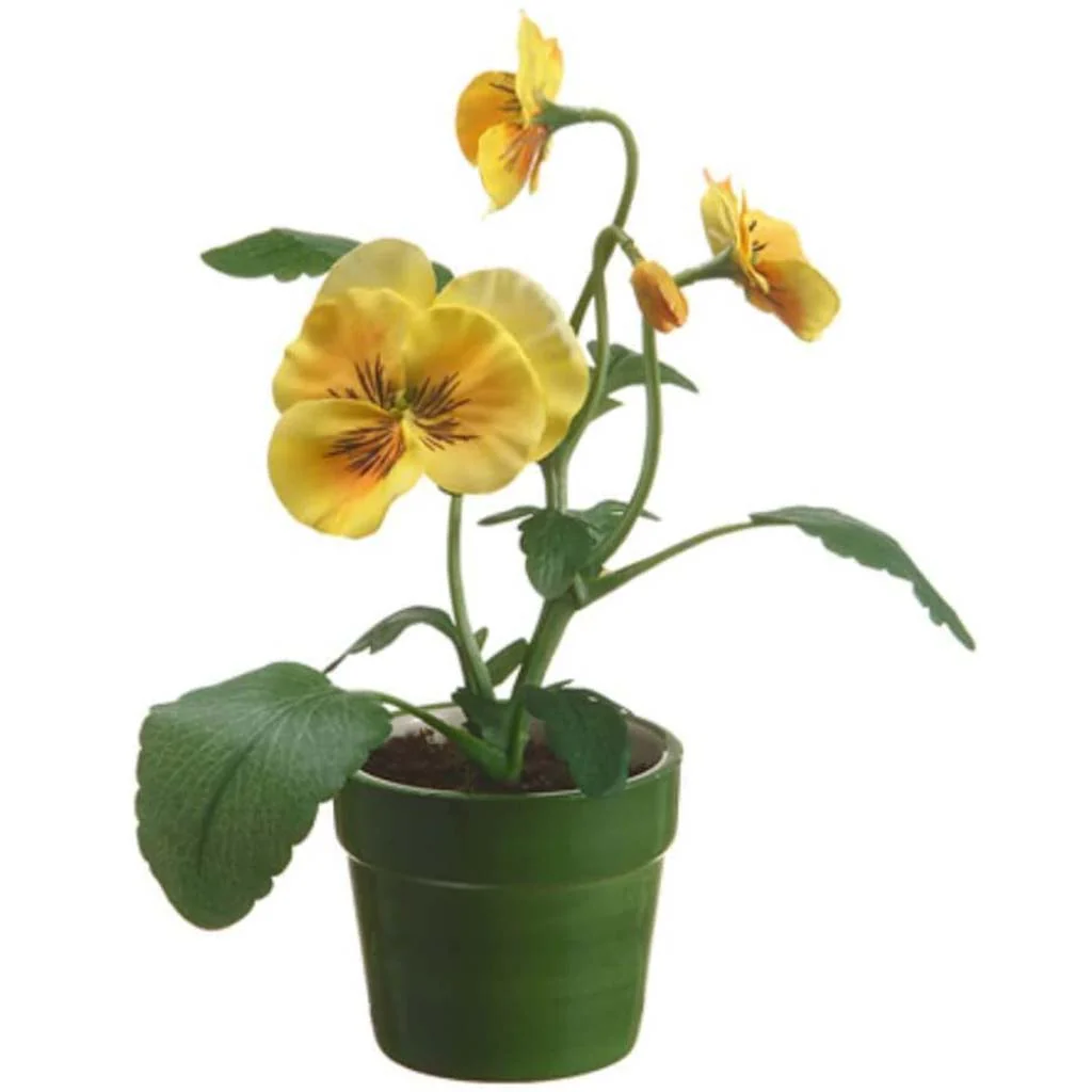 8.25"Pansy In T/C Pot Ye