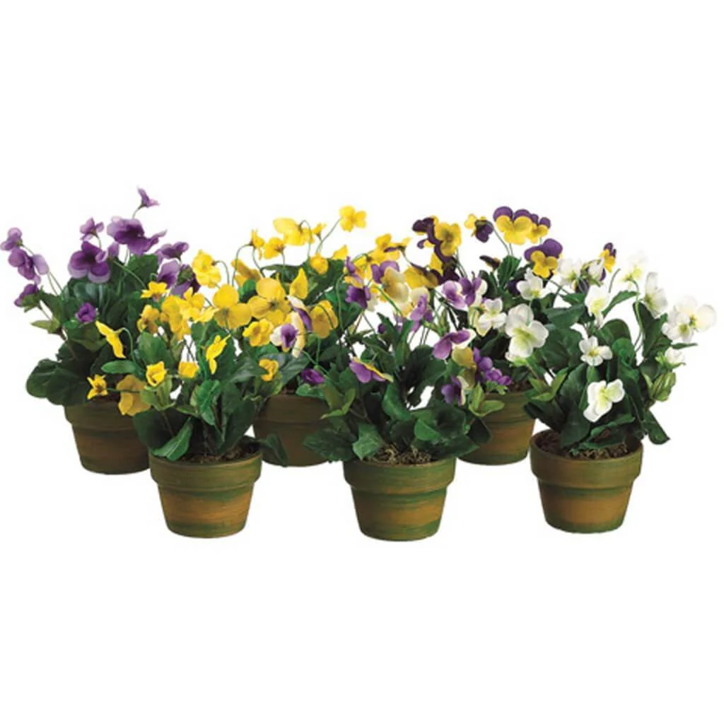 10"Viola (T/C Pot)(5Clr/Ast)
