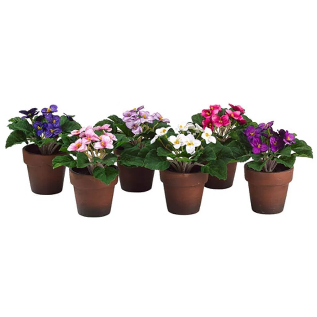 6"Asst African Violet(P)(6/Ast