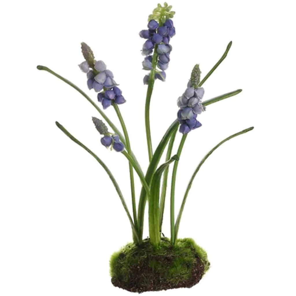 7.5"Muscari W/Soil & Moss Bl