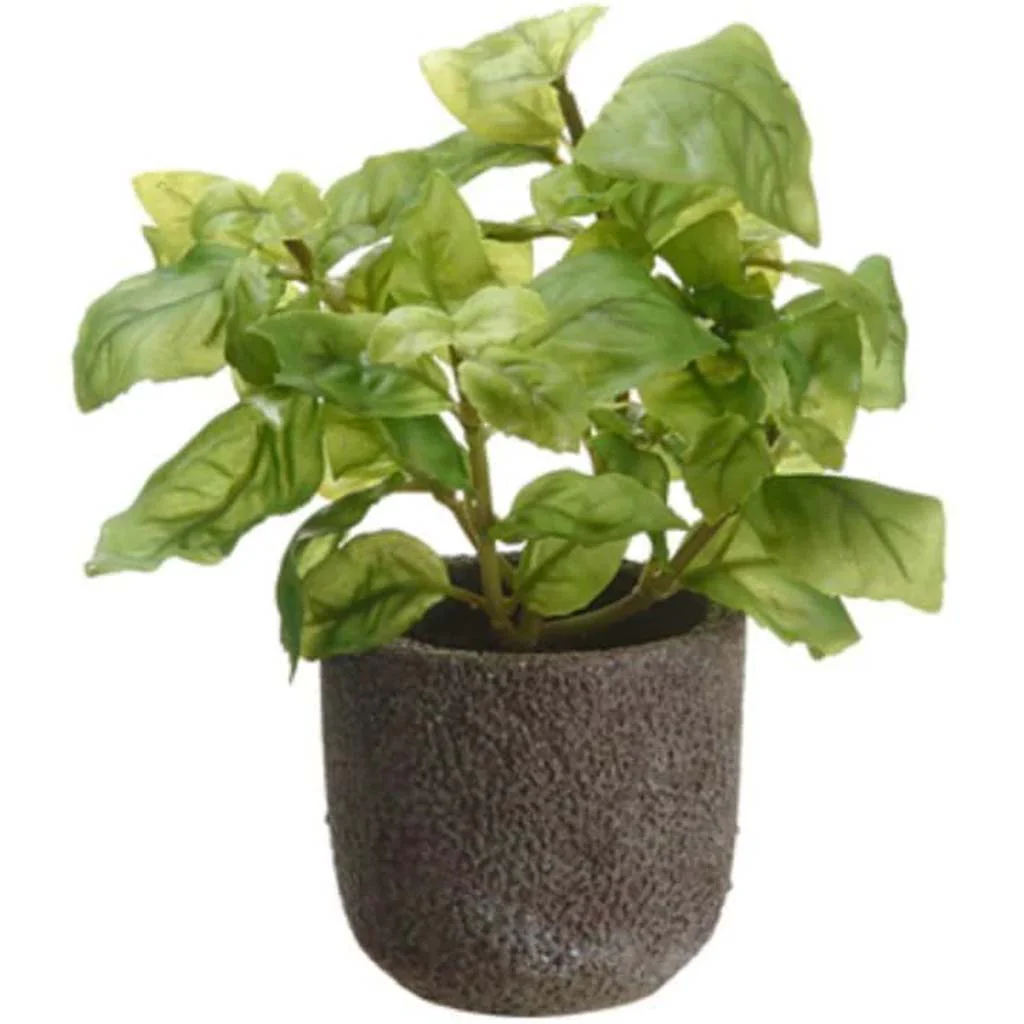7.5"Basil In Cement Pot Gr