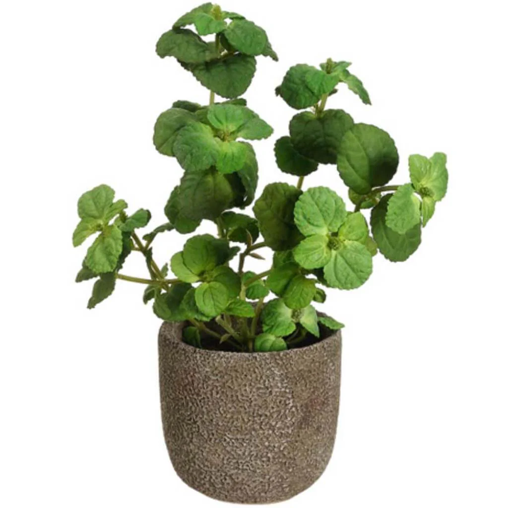 12"Mint In Cement Pot Gr
