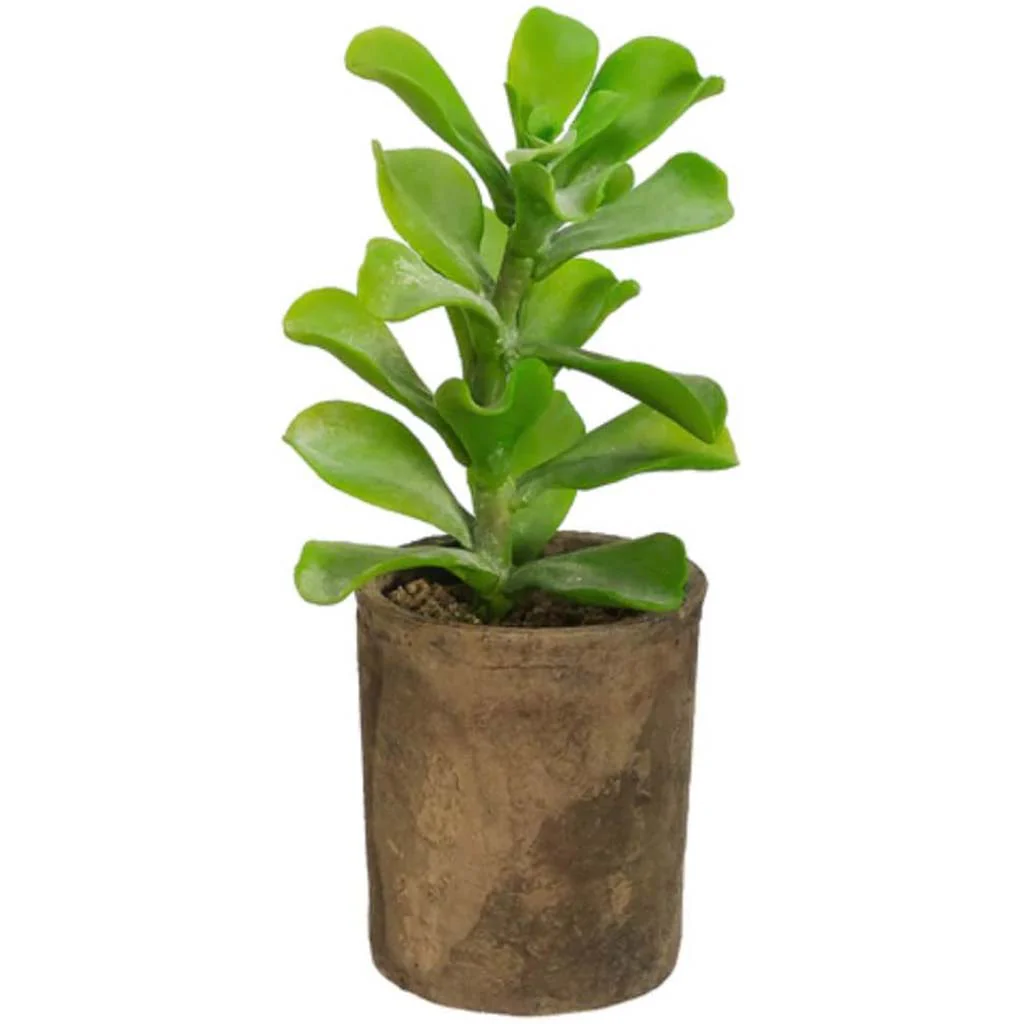 13.5"Aeonium In Clay Pot Gr