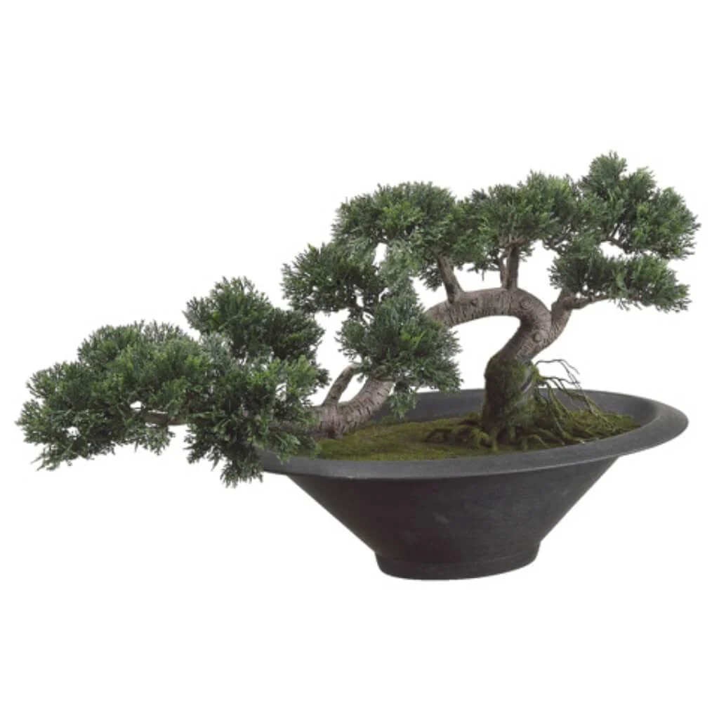 14H20"L Tra.Cedar Bonsai(P)Gr