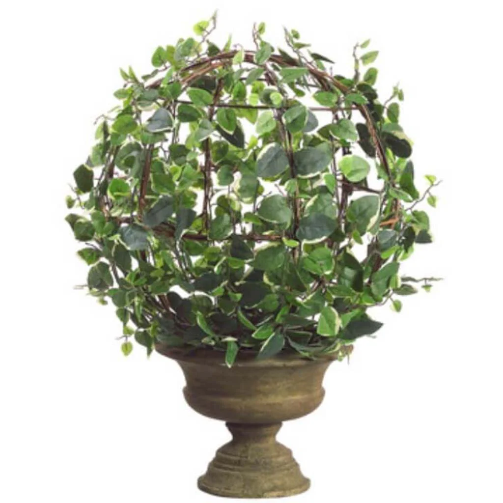 19H14"D Ficus Primula Ball(P)