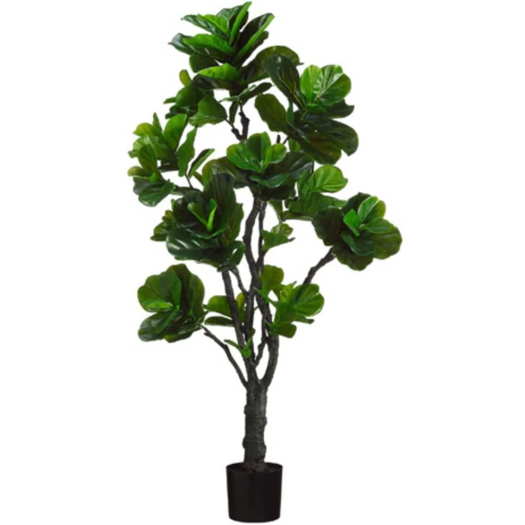 Eva Fiddle Plant(P)144L 6ft Green