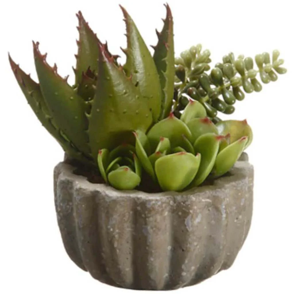 5.5"Succulent Garden(P) Gr/Bu