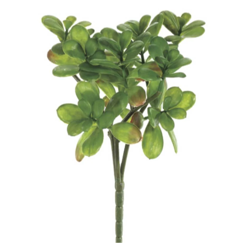 Jade Plant Bush X3 Green, 12in