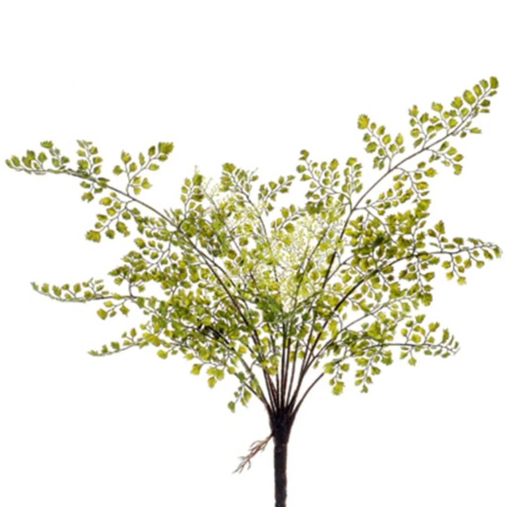 21"Maidenhair Fern Bush X16 Gr
