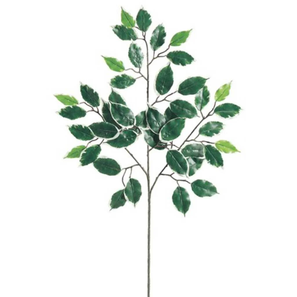 23"Dlxe Vg Ficus Spray X3 W/42