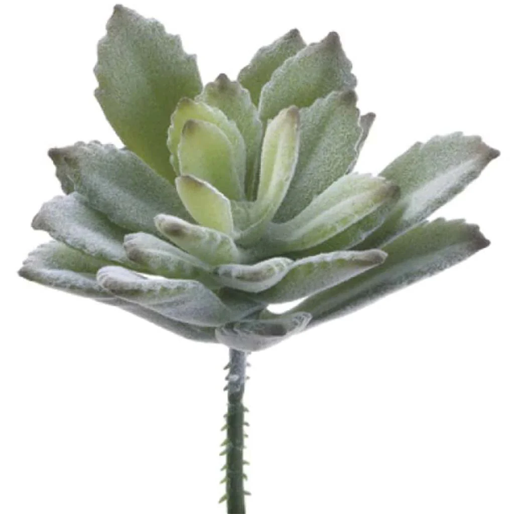 3"Baby Agave Pick Gr