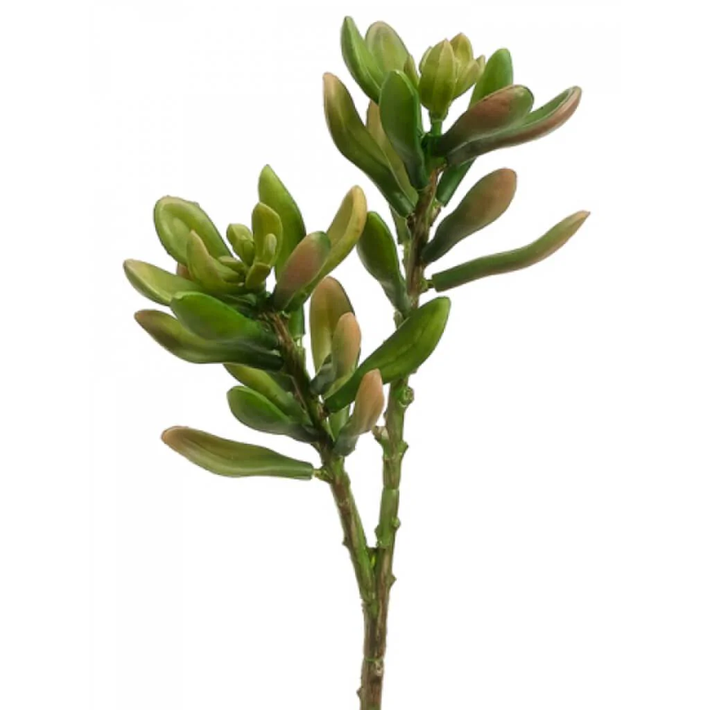 Jade Plant 8" Gr/Mv
