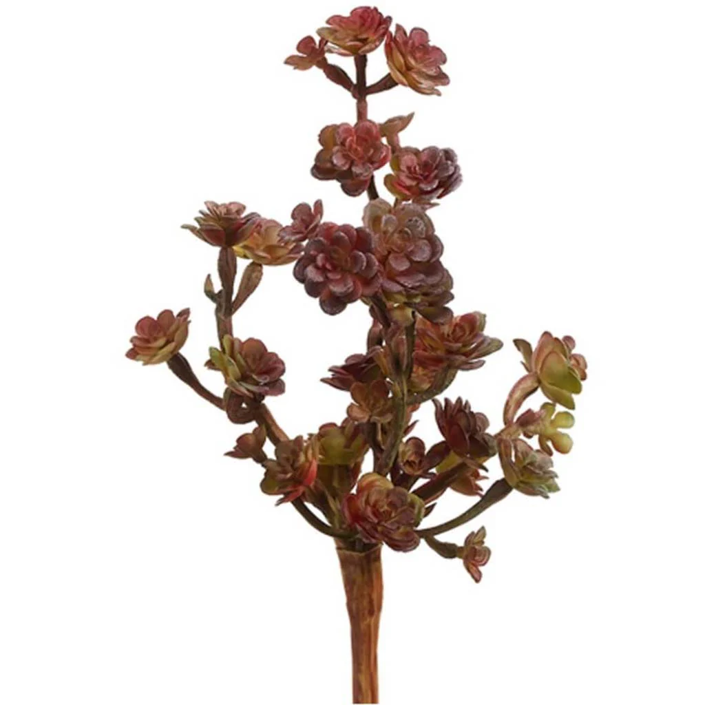 Sedum Pick 9" Gr/Bu