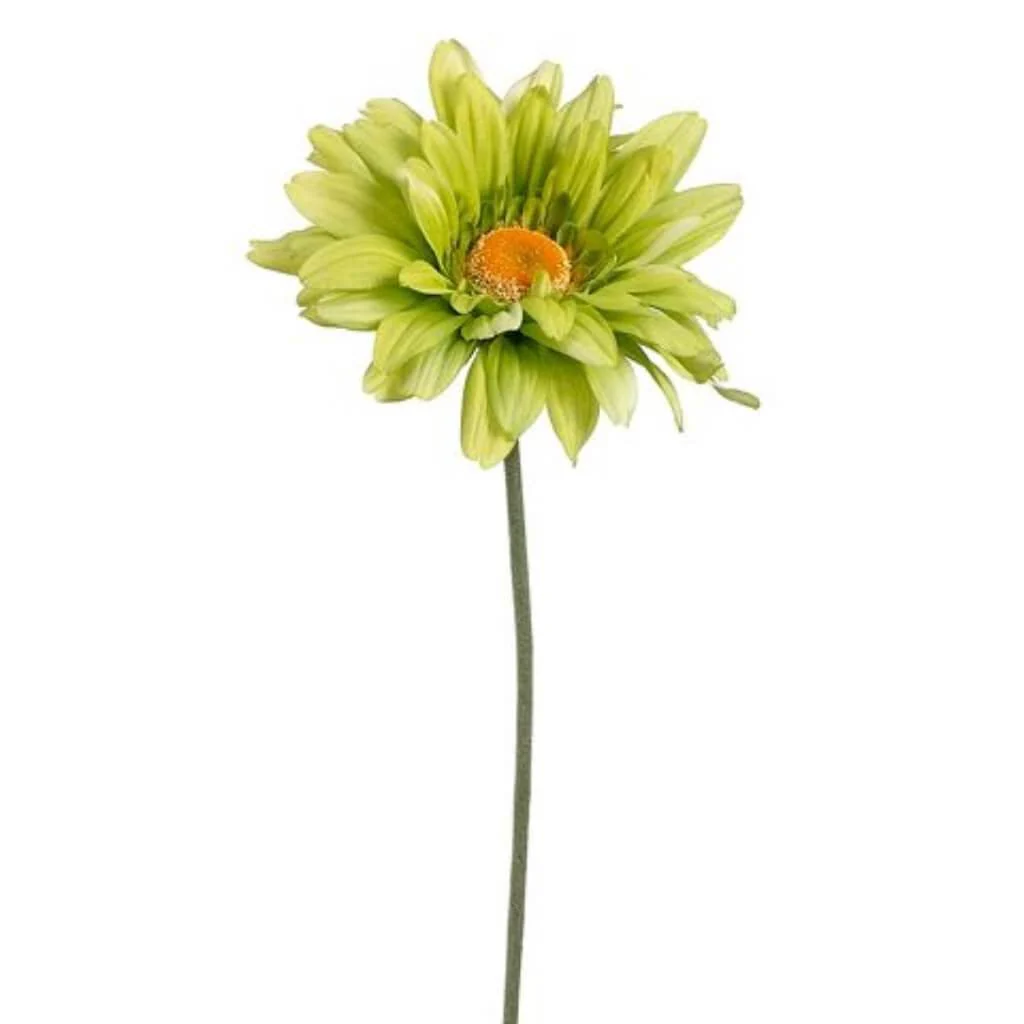 Gerbera Daisy Spray 27" Green