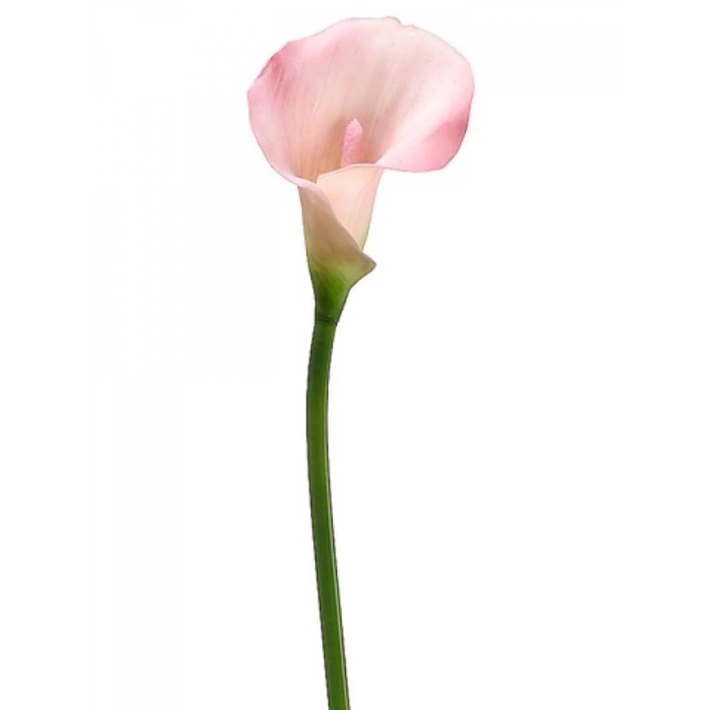 21"Pvc Calla Lily Stem Pk