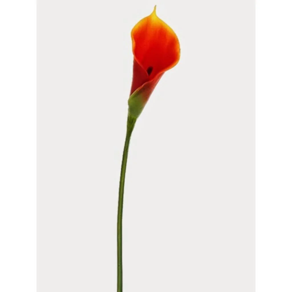 26"Md Calla Lily Spray Orange