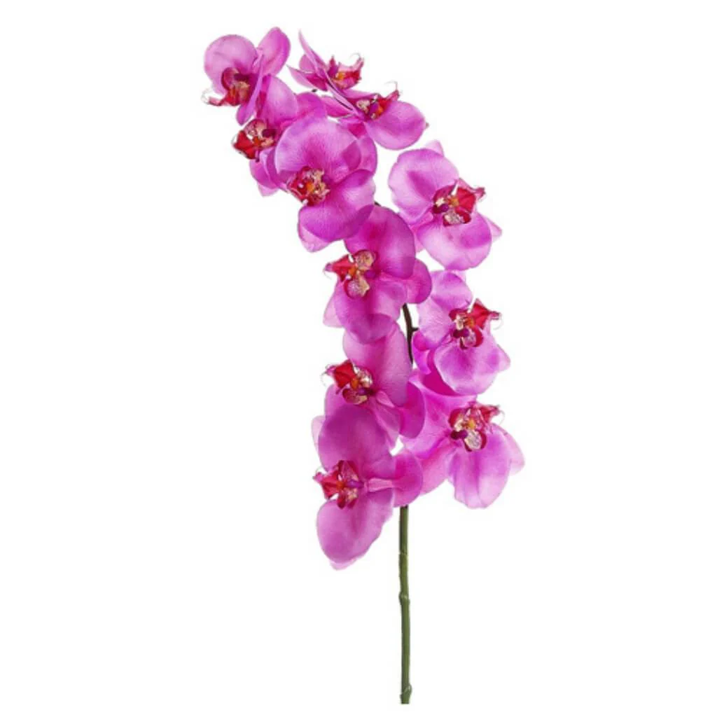 Phalaenopsis Spray  40in Orchid