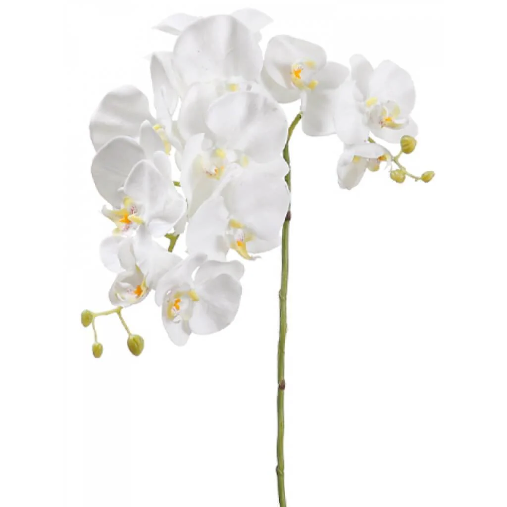 Phalaenopsis Spray 34in Cream