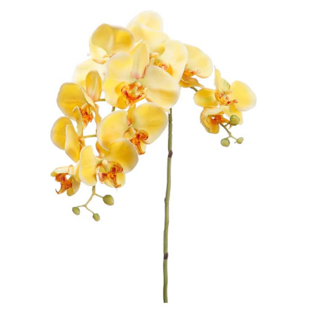 Phalaenopsis Spray 34" Yellow Blush