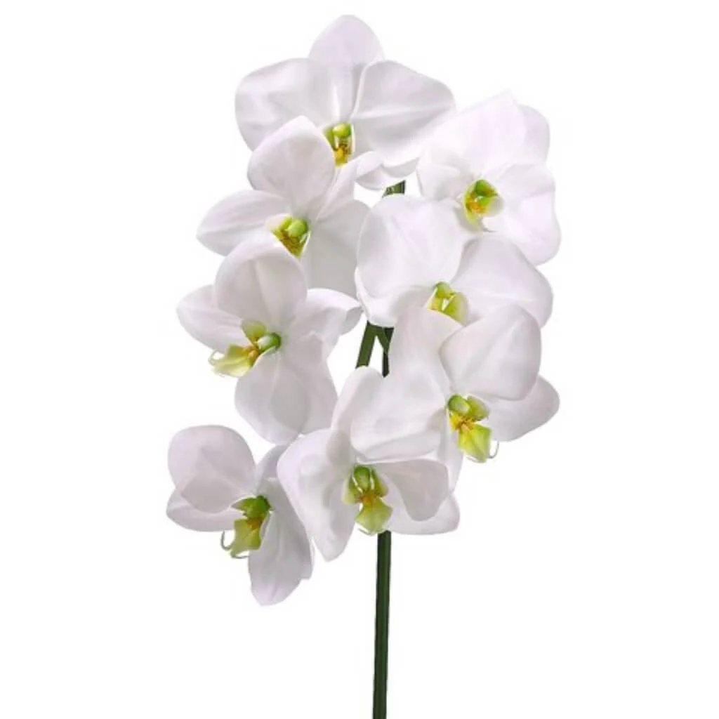 Phalaenopsis Spray 29.5" Cream Green