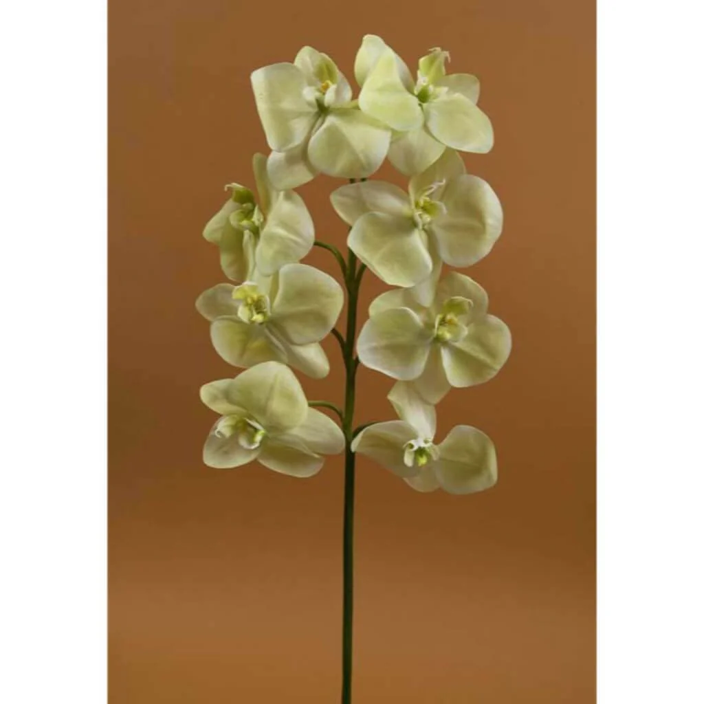 Phalaenopsis Spray 29.5" Green