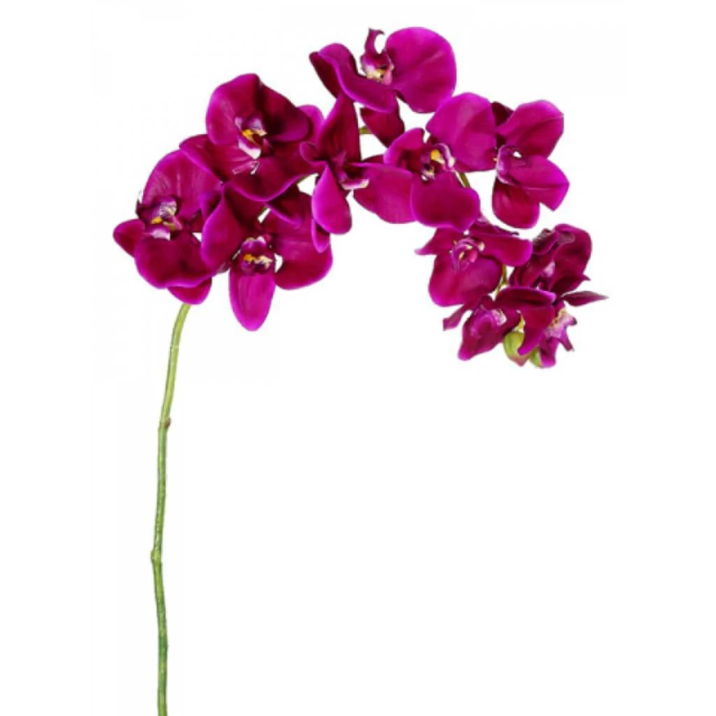 Phalaenopsis Spray 37" Violet