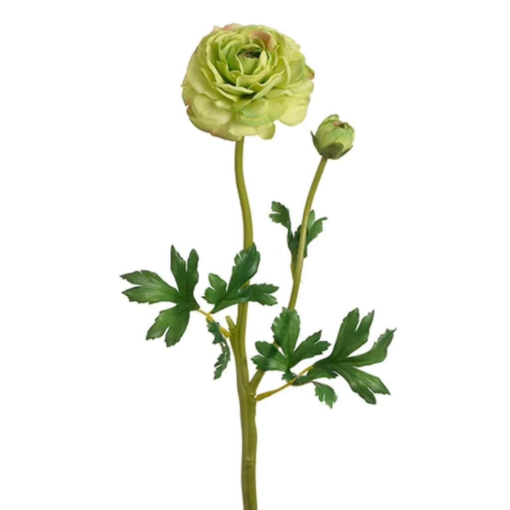 Ranunculus Spray W/Bud 20" two tone Green