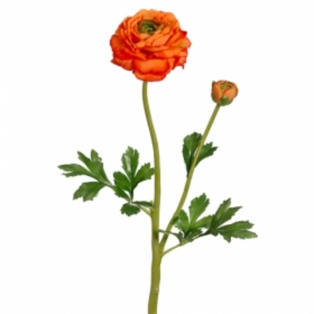Ranunculus Spray W/Bud 20" Orange