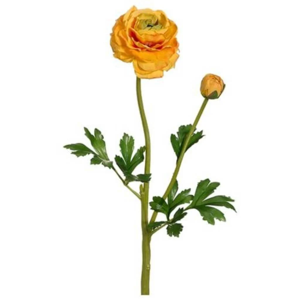 Ranunculus Spray W/Bud 20" Yellow