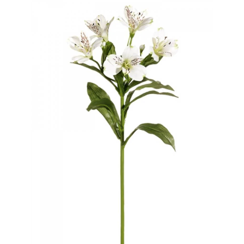 28"Alstroemeria Sp. Wh Cream