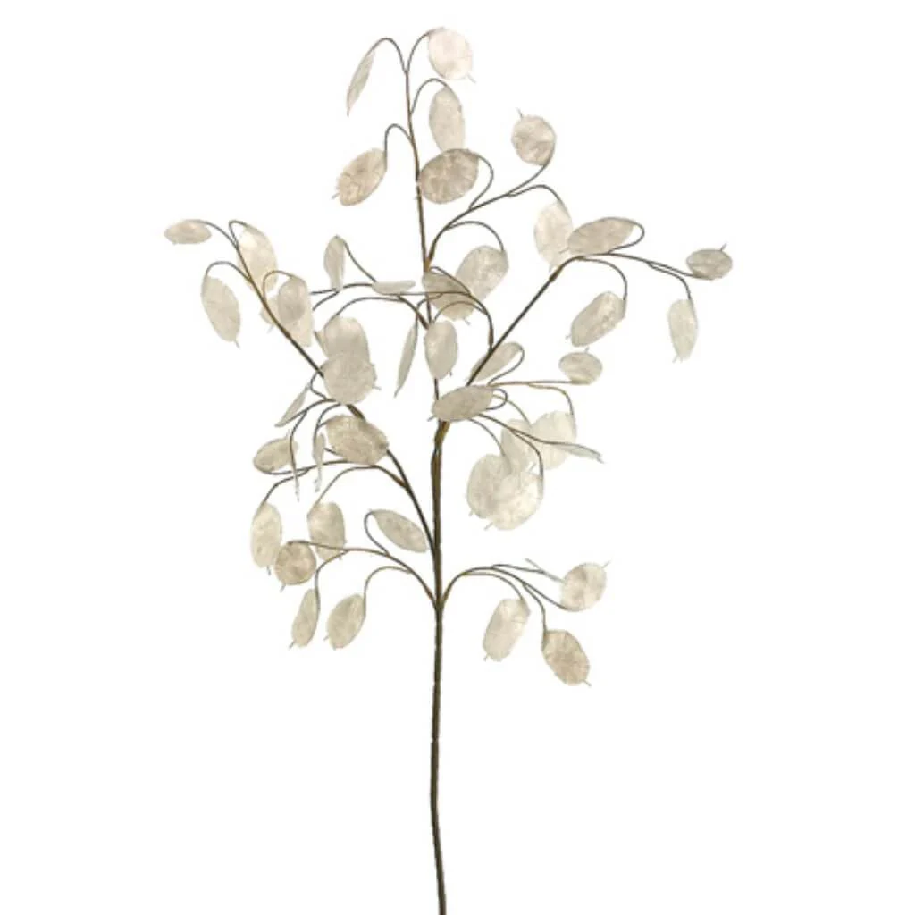 Silver Dollar Spray 30" White