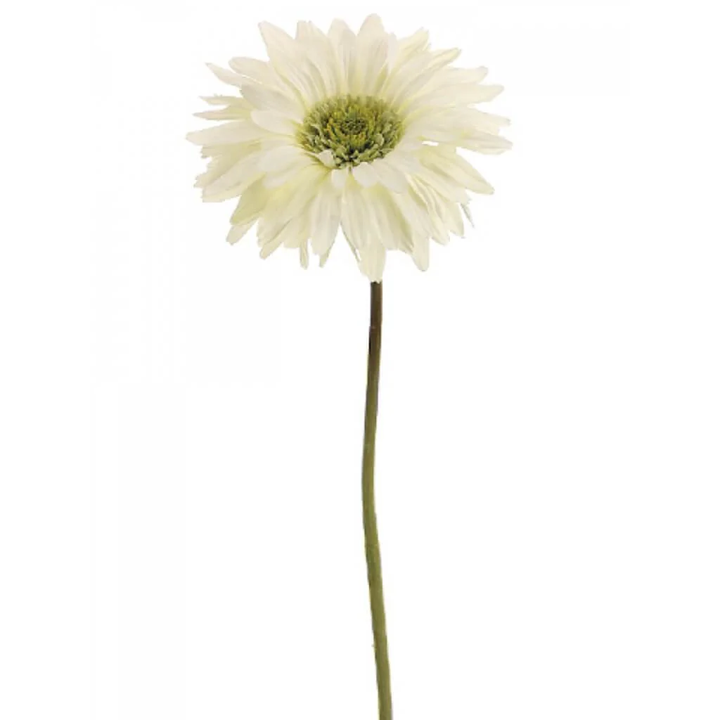 Gerbera Daisy Spray 29" Cream