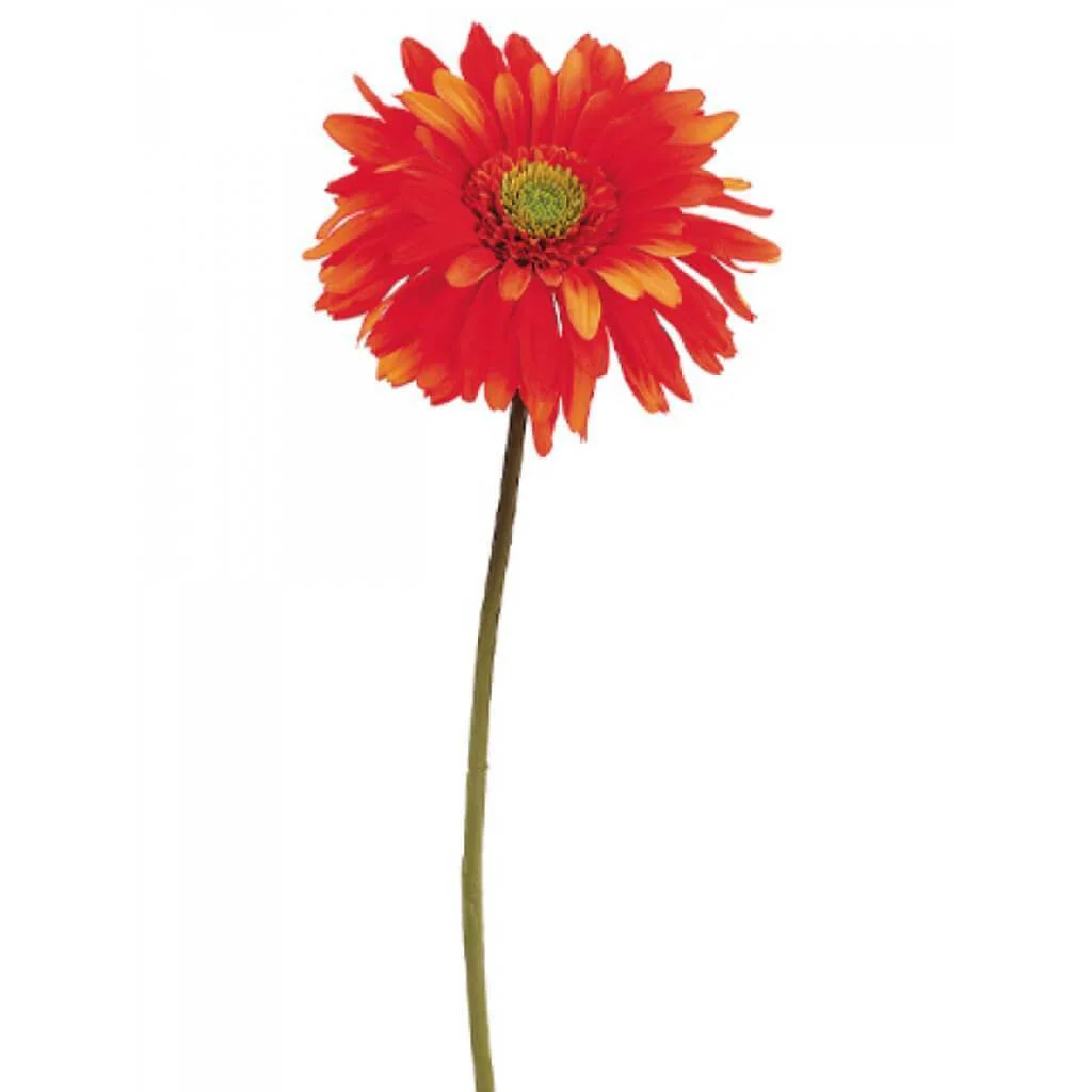 Gerbera Daisy Spray 29" Orange