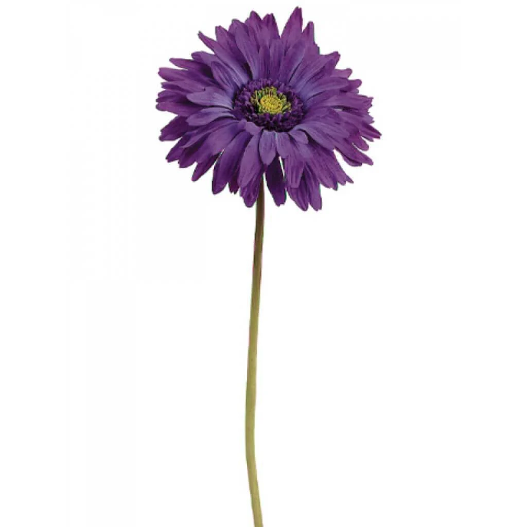 Gerbera Daisy Spray 29" Purple